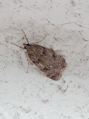 Scoparia basistrigalis