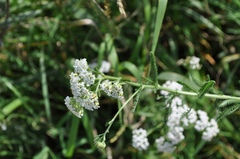 Achillea millefolium