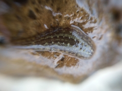 Glossiphonia complanata