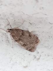 Scoparia basistrigalis