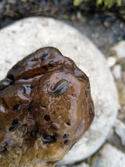 Glossiphonia complanata