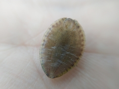 Glossiphonia complanata