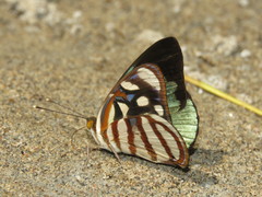 Dynamine chryseis