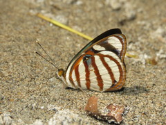 Dynamine chryseis