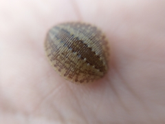 Glossiphonia complanata