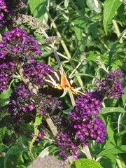 Euplagia quadripunctaria