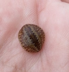 Glossiphonia complanata