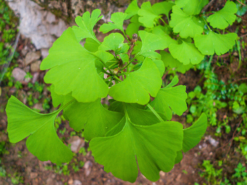 ginkgo