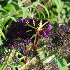 Euplagia quadripunctaria