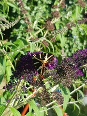 Euplagia quadripunctaria