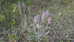 Oxytropis splendens