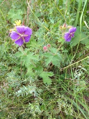 Geranium platypetalum