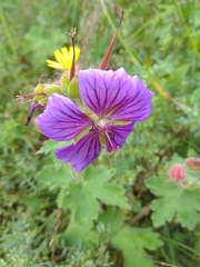 Geranium platypetalum