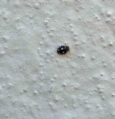 Hyperaspis festiva