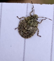 Antiteuchus mixtus