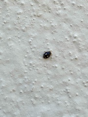 Hyperaspis festiva