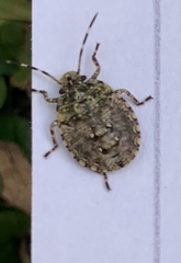 Antiteuchus mixtus