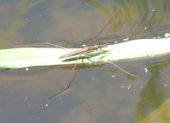 Limnoporus notabilis