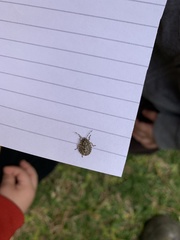 Antiteuchus mixtus