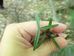 Euonymus nanus