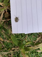 Antiteuchus mixtus