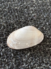 Barbatia