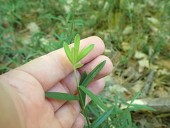 Euonymus nanus