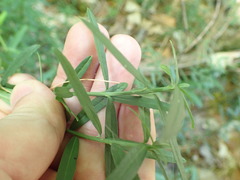 Euonymus nanus