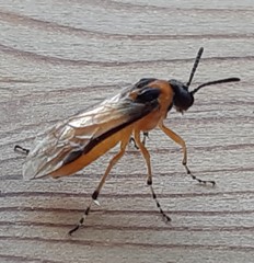 Athalia rosae