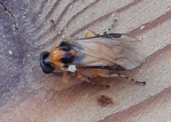 Athalia rosae