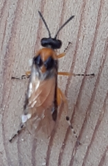 Athalia rosae
