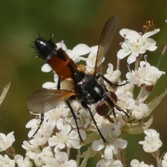 Cylindromyia