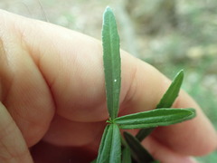 Euonymus nanus