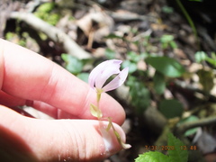 Triphora trianthophoros trianthophoros