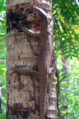 Varanus juxtindicus
