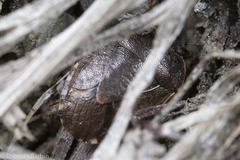 Holcostethus tristis