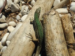 Podarcis melisellensis