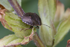 Holcostethus tristis