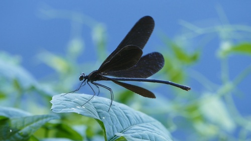 Atrocalopteryx atrata photo 2