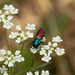 Anthaxia ignipennis - Photo 由 Martin Galli 所上傳的 (c) Martin Galli，保留部份權利CC BY-NC