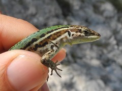 Podarcis melisellensis
