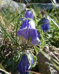 Campanula alpina