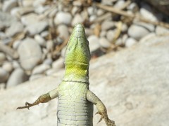 Podarcis melisellensis