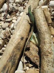 Podarcis melisellensis