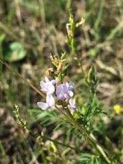 Astragalus sulcatus