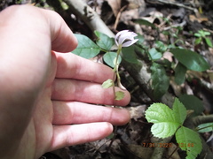 Triphora trianthophoros trianthophoros