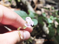 Triphora trianthophoros trianthophoros