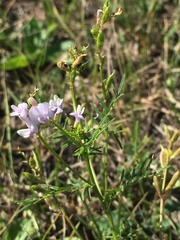 Astragalus sulcatus