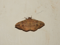 Anticarsia irrorata