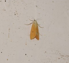 Scirpophaga incertulas